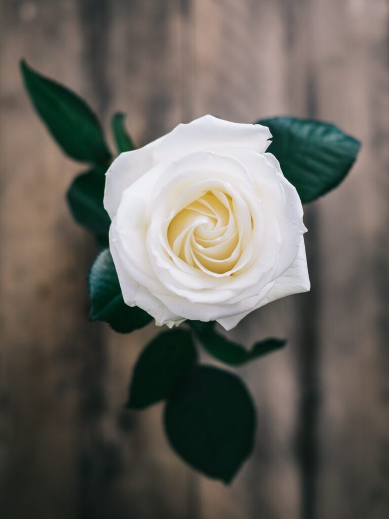Fleur - Rose